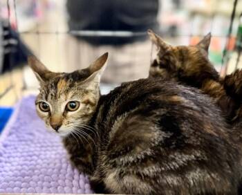 Domestic Short Hair Cats Available for Adoption - Monkey | PetCurious