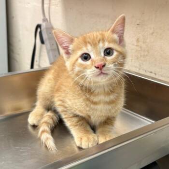 Domestic Short Hair Cats Available for Adoption - Squire | PetCurious