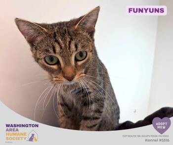 Funyuns -  Domestic Short Hair Cat for Adoption in Eighty Four, Pennsylvania - Funyuns | PetCurious