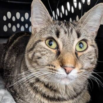 Bonkers -  Domestic Short Hair Cat Available for Adoption in Watertown, New York - Bonkers | PetCurious