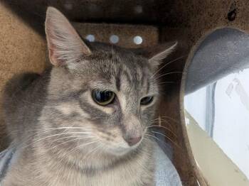 BARN CAT COLONNA -  Domestic Short Hair Cat for Adoption in Kent, Washington - BARN CAT COLONNA | PetCurious