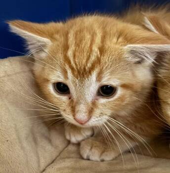 Rescue Domestic Short Hair Cats for Adoption - Tupi | PetCurious