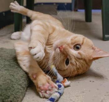 Domestic Short Hair Cats Available for Adoption in Baraboo, Wisconsin - Ritz | PetCurious