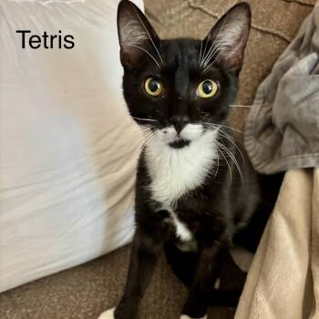 Tetris -  Domestic Short Hair Cat for Adoption in Buffalo, Minnesota - Tetris | PetCurious