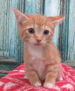 Boo -  Domestic Short Hair Cat for Adoption in Lexington, Virginia - Boo | PetCurious