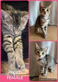 Peach -  Domestic Short Hair Cat for Adoption in Inez, Kentucky - Peach | PetCurious