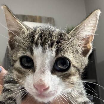 Joey -  Domestic Short Hair Cat for Adoption in Midland, Texas - Joey | PetCurious