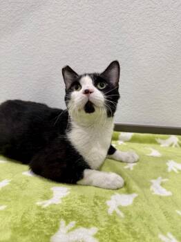 Sparkles -  Domestic Short Hair Cat for Adoption in Las Vegas, Nevada - Sparkles | PetCurious