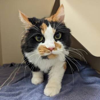 Miracle -  Domestic Short Hair Cat for Adoption in Waynesboro, Pennsylvania - Miracle | PetCurious