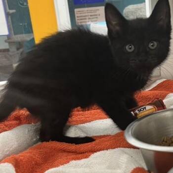 Scoops -  Domestic Short Hair Cat Available for Adoption in Voorhees Township, New Jersey - Scoops | PetCurious