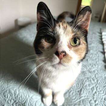 Sunspot -  Domestic Short Hair Cat for Adoption in Traverse City, Michigan - Sunspot | PetCurious
