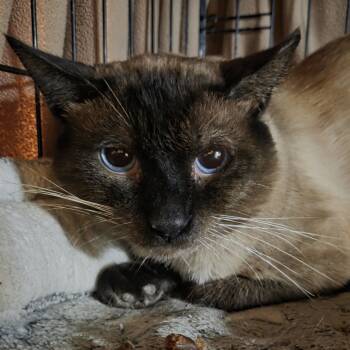 Rescue Domestic Short Hair and Siamese Cats for Adoption in Madison, Wisconsin - Hans | PetCurious
