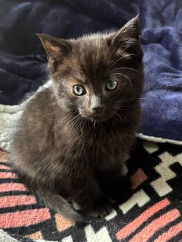 Rescue Domestic Short Hair Cats for Adoption in Grand Rapids, Michigan - Thackary Binx | PetCurious