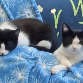Rescue Domestic Short Hair Cats for Adoption in Buffalo, New York - Tara & Teddy | PetCurious