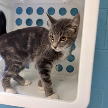 Marsha -  Domestic Short Hair Cat for Adoption in Roxboro, North Carolina - Marsha | PetCurious
