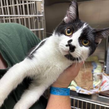 Rescue Domestic Short Hair Cats for Adoption in Winston-salem, North Carolina - Melon | PetCurious