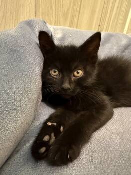 Marcie -  Domestic Medium Hair Cat for Adoption in Ona, West Virginia - Marcie | PetCurious