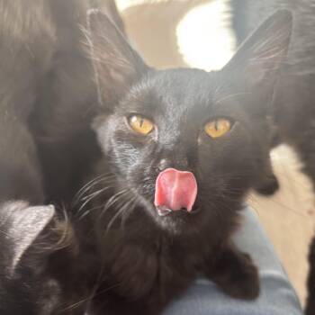 McChicken -  Domestic Medium Hair Cat for Adoption in Renton, Washington - McChicken | PetCurious