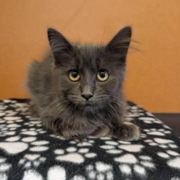 Brett -  Domestic Medium Hair Cat for Adoption in Rochester, Minnesota - Brett | PetCurious