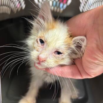 Cream Cheese -  Domestic Long Hair Cat for Adoption in Ottawa, Kansas - Cream Cheese | PetCurious