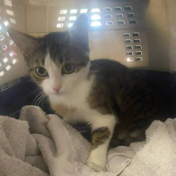 American Shorthair Cats Available for Adoption in Bethel, Connecticut - Pollyanna | PetCurious