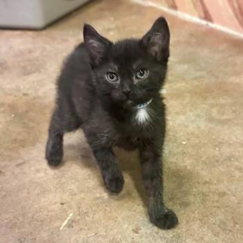 Domestic Short Hair Cats Available for Adoption in Walnut Creek, California - Chopper | PetCurious