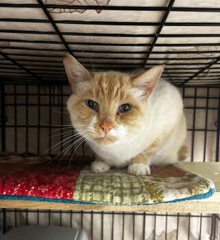 Rescue Domestic Short Hair and Siamese Cats for Adoption in Maple Ridge, British Columbia - Trey | PetCurious