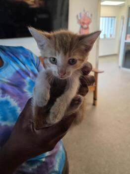 Brooks -  Domestic Short Hair Cat Available for Adoption in Bossier City, Louisiana - Brooks | PetCurious