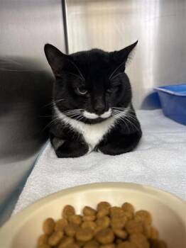 Oreo -  Domestic Short Hair Cat for Adoption in Montreal, Quebec - Oreo | PetCurious