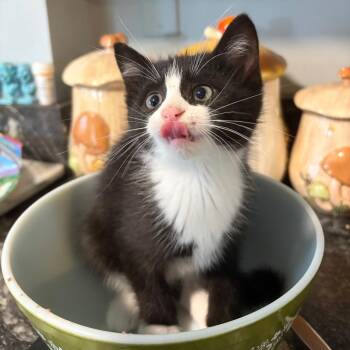 Jake -  Domestic Short Hair Cat for Adoption in Springfield, Illinois - Jake | PetCurious