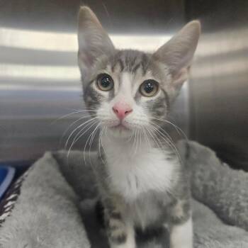 Sherbert -  Domestic Short Hair Cat for Adoption in Grantsville, Utah - Sherbert | PetCurious
