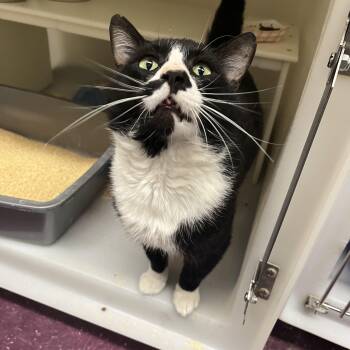 Domestic Short Hair Cats Available for Adoption in Salisbury, Massachusetts - Demetrious | PetCurious