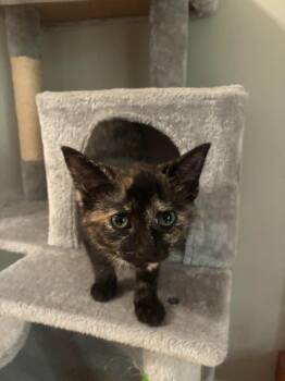 Owlette -  Domestic Short Hair Cat for Adoption in Arthur, Ontario - Owlette | PetCurious