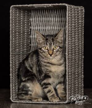 Rescue Domestic Short Hair Cats for Adoption in Valley Park, Oklahoma - Mumbo | PetCurious