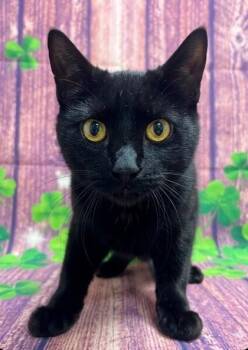 Domestic Short Hair Cats Available for Adoption in San Antonio, Texas - Trixie | PetCurious