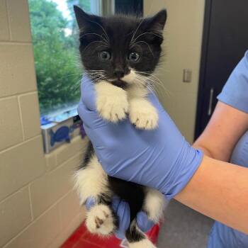 Beastie Boy -  Domestic Short Hair Cat for Adoption in Charlottesville, Virginia - Beastie Boy | PetCurious