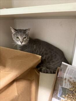 KITTY -  American Shorthair Cat for Adoption in Loveland, Colorado - KITTY | PetCurious