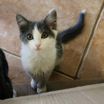 Molli -  Domestic Long Hair Cat for Adoption in Magnolia, Texas - Molli | PetCurious