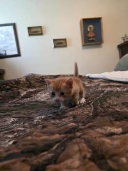 Domestic Medium Hair Cats Available for Adoption in Rockport, Texas - Birmingham | PetCurious