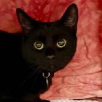 Domestic Short Hair Cats Available for Adoption in Lansing, Michigan - Vader | PetCurious