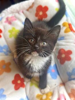 Rescue Domestic Short Hair Cats for Adoption in Wayne, New Jersey - Oz | PetCurious