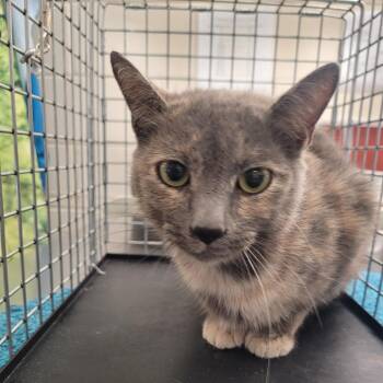 Domestic Short Hair Cats Available for Adoption - Tessa | PetCurious