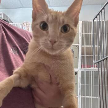 Ramona -  Domestic Short Hair Cat for Adoption in Tulsa, Oklahoma - Ramona | PetCurious
