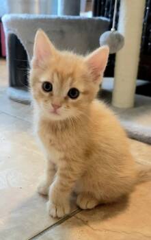Tabby Cats Available for Adoption in Chandler, Arizona - Finch | PetCurious