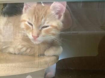 CHAZ -  Domestic Short Hair Cat Available for Adoption in Hamilton Township, New Jersey - CHAZ | PetCurious