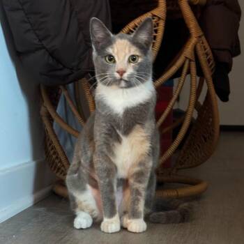 Domestic Short Hair Cats Available for Adoption - Echo | PetCurious