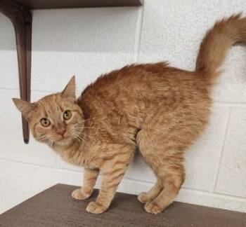 Rescue Domestic Short Hair Cats for Adoption in Butte, Montana - Gilly | PetCurious