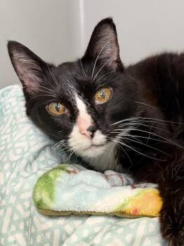 Agatha -  Domestic Short Hair Cat for Adoption in Menomonie, Wisconsin - Agatha | PetCurious