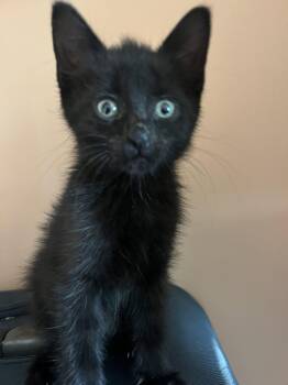 Buddha Nagle -  Domestic Short Hair Cat for Adoption in Trenton, New Jersey - Buddha Nagle | PetCurious