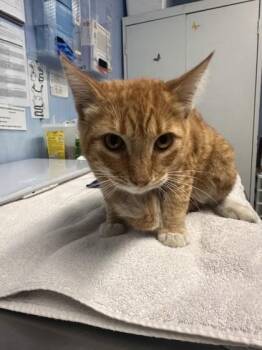 Ferb -  Domestic Short Hair Cat for Adoption in Roseville, California - Ferb | PetCurious